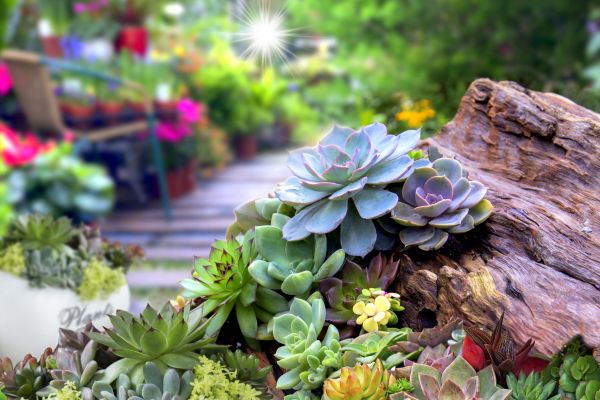 Succulent Landscaping