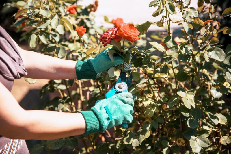 Oleander Plant Pruning