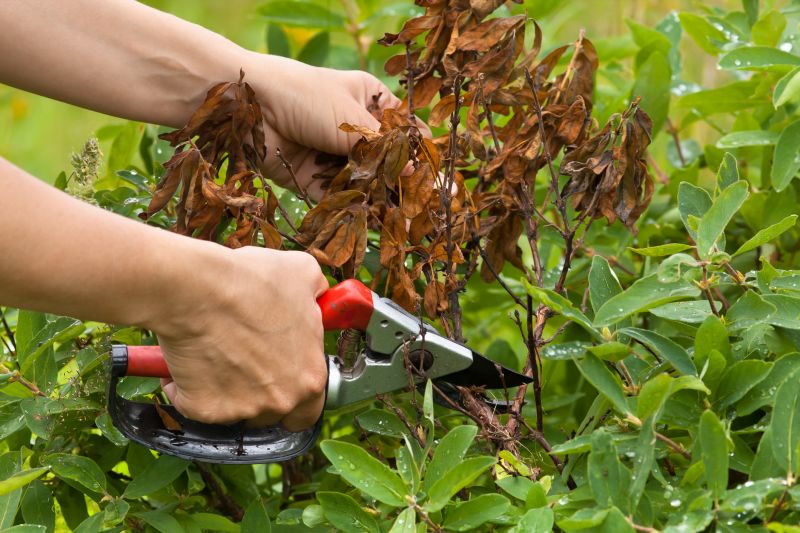 Oleander Plant Pruning