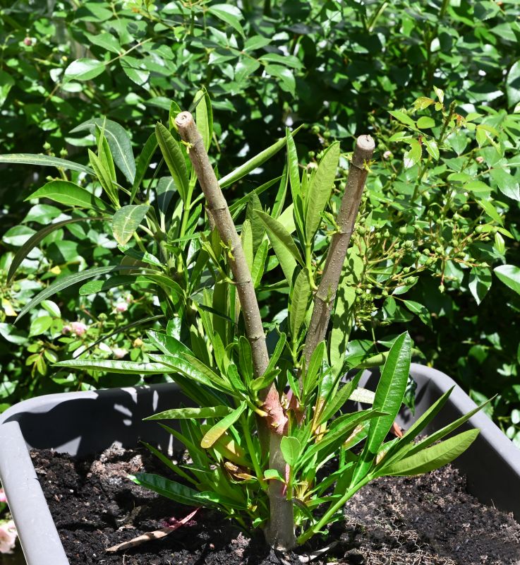 Oleander Plant Pruning