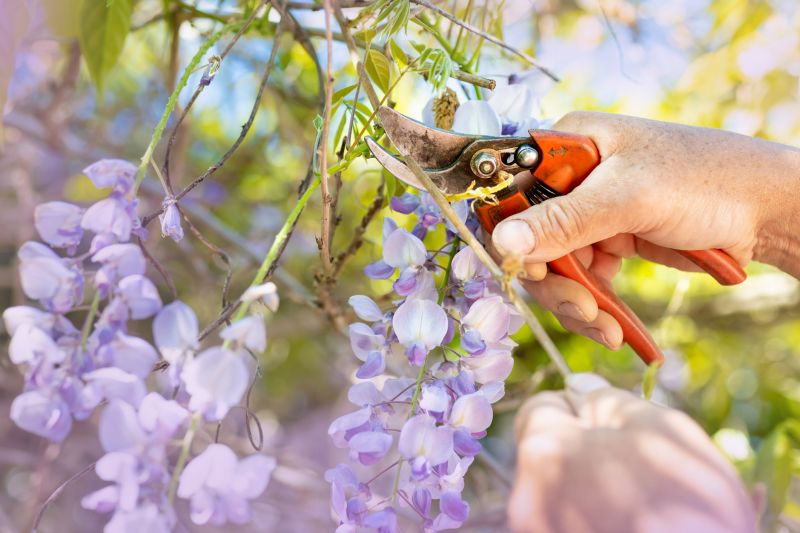 Oleander Plant Pruning
