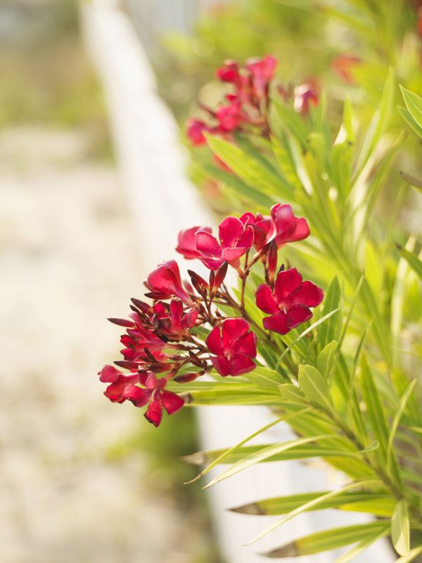 Oleander Plant Pruning