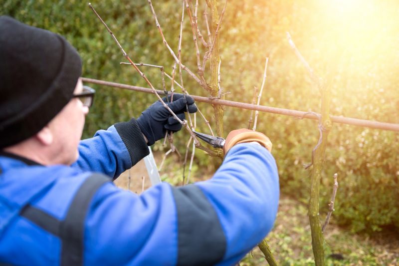 Oleander Plant Pruning