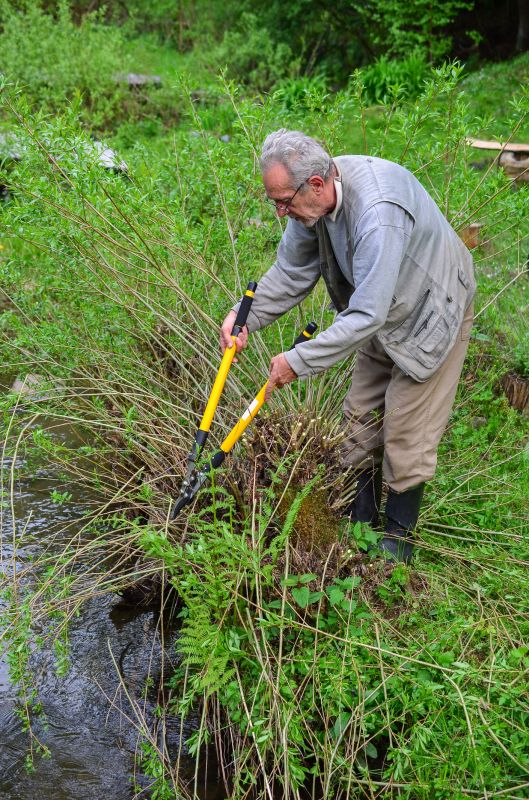 Oleander Plant Pruning