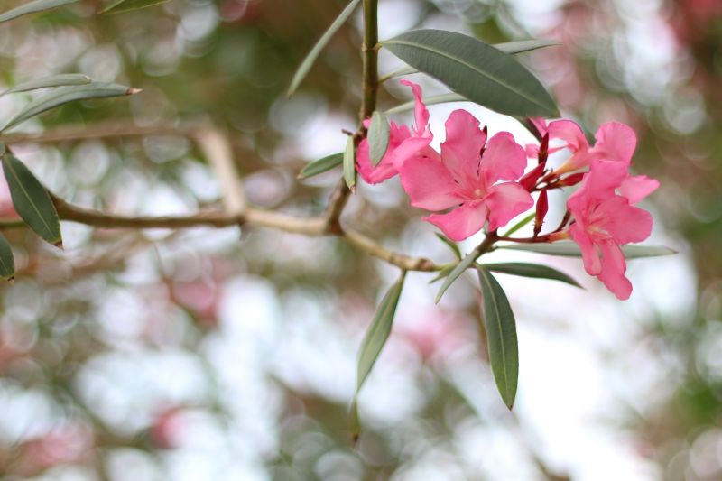 Oleander Plant Pruning