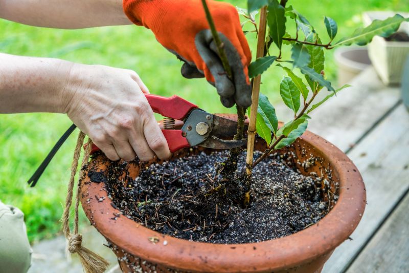 Oleander Plant Pruning