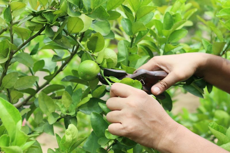 Spring Pruning Techniques