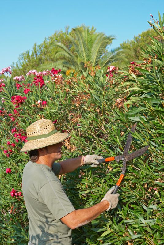 Oleander Pruning in Spring
